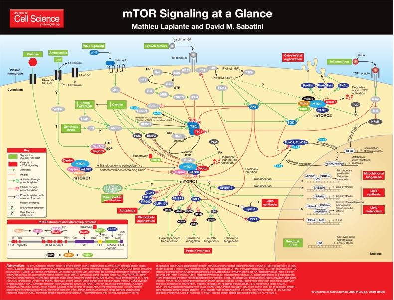 A complex diagram of the mTOR pathway for muscle protein synthesis